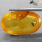 6.76 Ct.Natural Oval 13*21 mm Moth Mayfly Fossils Inside Yellow Madagascar Copal