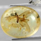 9.31Ct.Natural Oval 17*21.5mm Perfect 2 Tussock Moth Fossils Inside Yellow Copal