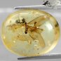 9.31Ct.Natural Oval 17*21.5mm Perfect 2 Tussock Moth Fossils Inside Yellow Copal