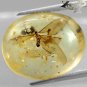 9.31Ct.Natural Oval 17*21.5mm Perfect 2 Tussock Moth Fossils Inside Yellow Copal