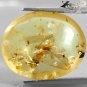 9.31Ct.Natural Oval 17*21.5mm Perfect 2 Tussock Moth Fossils Inside Yellow Copal