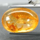 7.24 CT.Natural Oval 14*20 mm. Spider Fossil Inside Intense Brandy Yellow Copal