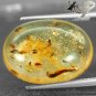 8.1 Ct.Natural Oval 17*22 mm. Insect Fossil Inside Yellow Madagascar Copal