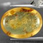 8.1 Ct.Natural Oval 17*22 mm. Insect Fossil Inside Yellow Madagascar Copal