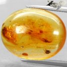 8.5 CT.Natural Oval 17*18 mm.Grasshopper Spider Fossils Inside Yellow Copal Gems