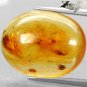 8.5 CT.Natural Oval 17*18 mm.Grasshopper Spider Fossils Inside Yellow Copal Gems