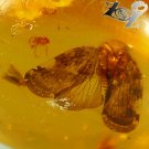 21.3 Ct.Rare Size Natural Oval 22*29 mm. Butterfly Fossil inside Yellow Gems
