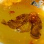 21.3 Ct.Rare Size Natural Oval 22*29 mm. Butterfly Fossil inside Yellow Gems