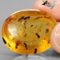 22.04 Ct.Rare Natural Oval 22*27 mm. Mayfly Insect Fossils Inside Yellow Copal