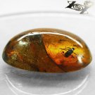 20.47 Ct.Natural Oval Cabochon 21*31 mm Insect Spider Fossil inside Yellow Copal