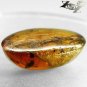 20.47 Ct.Natural Oval Cabochon 21*31 mm Insect Spider Fossil inside Yellow Copal