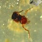 3.2 CT.Natural Oval 12*14.5 mm Perfect Insect Fossils Inside Brandy Yellow Copal