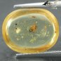 3.2 CT.Natural Oval 12*14.5 mm Perfect Insect Fossils Inside Brandy Yellow Copal