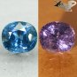2.91 Ct. Full Fire Unheated Natural Cushion 7*8 mm Vivid Blue Color Change Sapphire