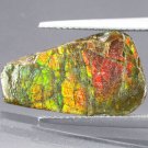 3.6CT.Natural Iridescence Extreme Play Rainbow Color 2 Side Dragon Skin Ammolite