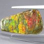 3.6CT.Natural Iridescence Extreme Play Rainbow Color 2 Side Dragon Skin Ammolite