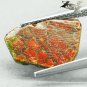 2.26 CT.Natural Iridescence Extreme Play Red Color Dragon Skin Ammolite Slab