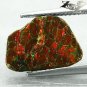 2.26 CT.Natural Iridescence Extreme Play Red Color Dragon Skin Ammolite Slab