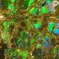 4.5 CT.Rare Natural Iridescence Play Green Blue Color Brown Canada Ammolite Slab