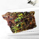 Natural Iridescence Shading Orange Blue Green Color Dragon Skin Ammolite 0.9 CT.
