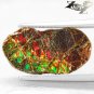 2.78 CT.Natural iridescence Extreme Play Green Red Color Dragon Skin Ammolite