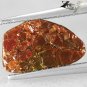 Rare Natural Iridescence Xtrem Rainbow Color Playing Dragon Skin Ammolite 1.1 Ct