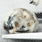4.34 CT.Natural Oval 9*10.5 mm. Spark Orange Plates Gray Black Astrophylite 星葉石