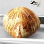 4.42 CT.Unusual Natural Trillion 10.5 mm Polyp Pattern Flower Yellow Coral çç