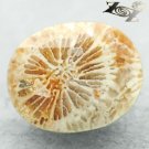 4.16 CT.Natural Oval 10*12 mm. Clear Flower Polyp Pattern Calcareous Coral 珊瑚
