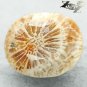 4.16 CT.Natural Oval 10*12 mm. Clear Flower Polyp Pattern Calcareous Coral &ccedil;��&ccedil;��