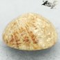4.16 CT.Natural Oval 10*12 mm. Clear Flower Polyp Pattern Calcareous Coral &ccedil;��&ccedil;��
