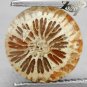 4.13 CT.Natural Round 10.3 mm. Flower Polyp Pattern Yellow Calcareous Coral 珊瑚