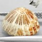 4.13 CT.Natural Round 10.3 mm. Flower Polyp Pattern Yellow Calcareous Coral &ccedil;��&ccedil;��