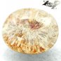 9.06 CT.Natural Oval 12*15 mm Flower Polyp Pattern Yellow Calcareous Coral çç