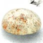9.06 CT.Natural Oval 12*15 mm Flower Polyp Pattern Yellow Calcareous Coral çç