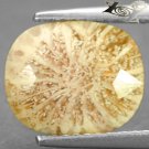 3.07 Ct.Natural Oval 9*11 mm. Flower Polyp Pattern Cream Yellow Calcareous Coral
