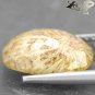 3.07 Ct.Natural Oval 9*11 mm. Flower Polyp Pattern Cream Yellow Calcareous Coral
