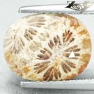 4.68 CT.Natural Oval 9*12 mm. Flower Polyp Pattern Yellow Calcareous Coral 珊瑚