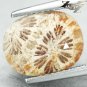 4.68 CT.Natural Oval 9*12 mm. Flower Polyp Pattern Yellow Calcareous Coral çç