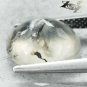 3.36 CT.Natural Oval 10*12 mm.Perfect Black Dendrite Moss Tree Madagascar Opal