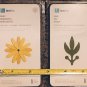 QuiKutz Die  - 2 Individual Dies - DAISY RS-0376 & VINE RS-0705