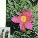 Paeoniflorin