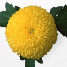 Chrysanthemi Indici Flos P.E.