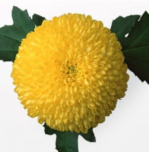 Chrysanthemi Indici Flos P.E.
