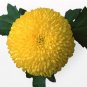 Chrysanthemi Indici Flos P.E.