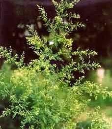 Artemisinin99%