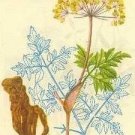 Angelica (Dong Quai) Extract