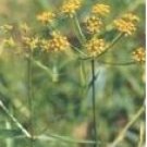 Bupleurum sinensis