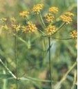 Bupleurum sinensis