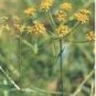 Bupleurum sinensis